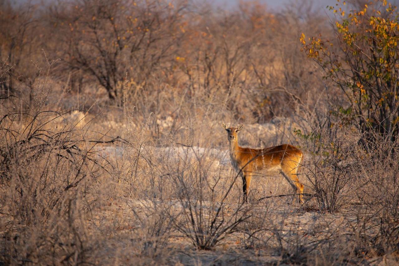 Etosha Trading Post Campsite Okaukuejo Buitenkant foto